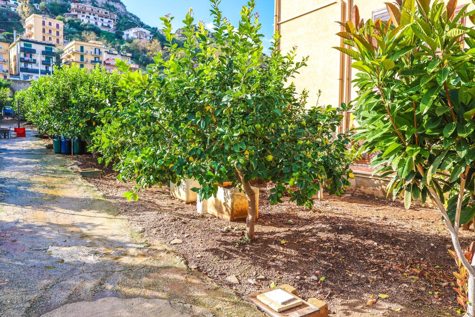 B&B Giardino Dei Cedri Trabia Dış mekan fotoğraf